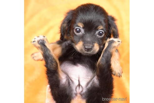 成約済の東京都のチワックス:チワワ×ミニチュアダックスフンド-190534の4枚目